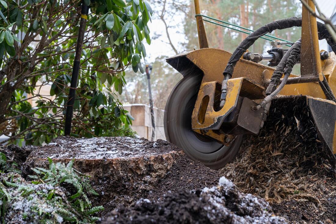 An image of Stump Grinding/Removal Services in Huntington Park CA