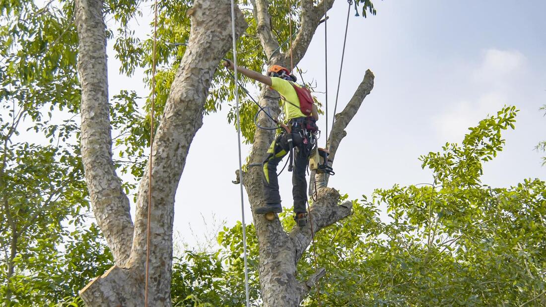 An image of Tree Service Company in Huntington Park CA