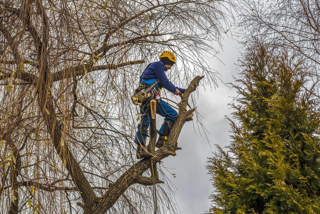 An image of Tree Trimming/Pruning Services in Huntington Park CA