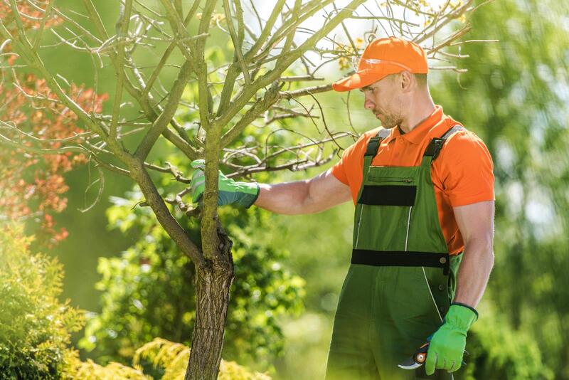 An image of Tree Trimming/Pruning Services in Huntington Park CA