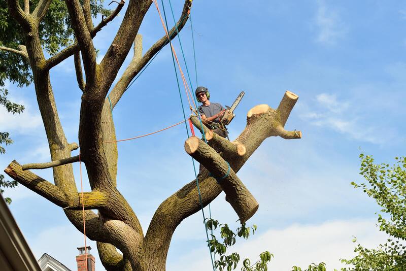 An image of Tree Removal Services in Huntington Park CA