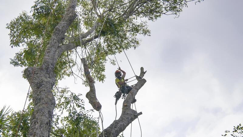 An image of Tree Removal Services in Huntington Park CA